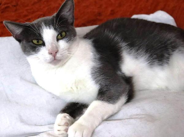 ROSALIA una gattina perfetta! Foto 3